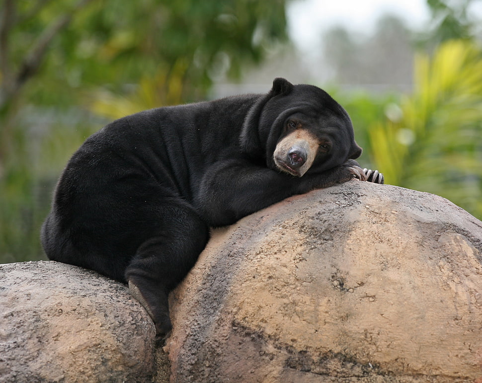 black bear, animals, bears HD wallpaper