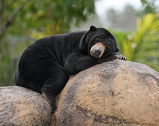 black bear, animals, bears