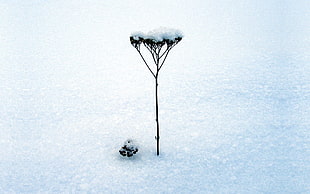 dandelion on snow