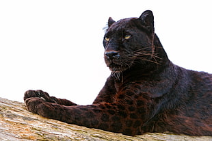 black Panther lying on brown tree