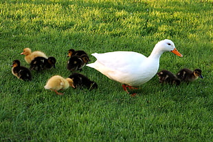 duck with ducklings on the green grass field during daytime, ducks