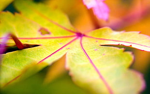 close-up photography of yellow and pink leaf