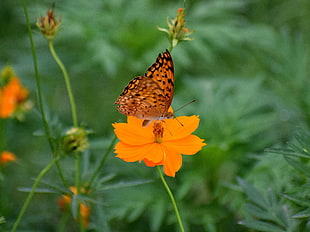 gulf fritillary butterfly, Butterfly, Flower, Insect