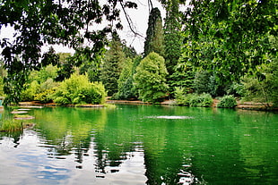 lake surrounded by green trees HD wallpaper