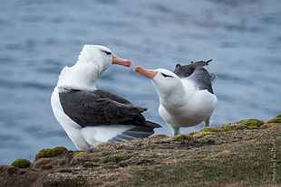 two white-and-black Seagull birds, black-browed albatross, falkland islands