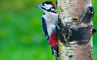 white,red and black short beak bird HD wallpaper