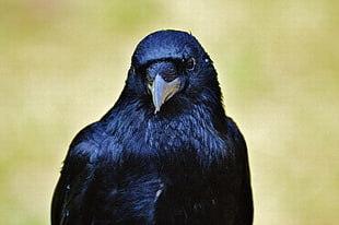 photo of black crow HD wallpaper