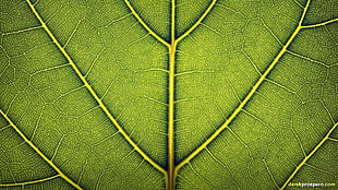 green leaf, leaves HD wallpaper