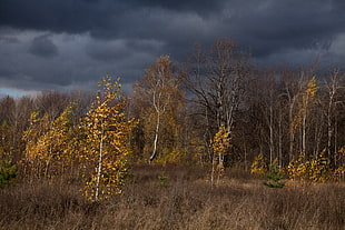 trees under cloudy sky landscape photo HD wallpaper