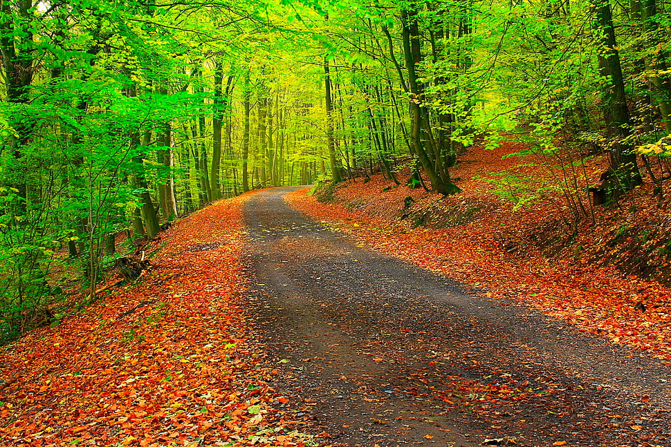 green forest HD wallpaper