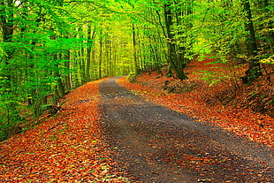 green forest