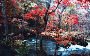 body of water surrounded by trees, nature, landscape, maple leaves, trees
