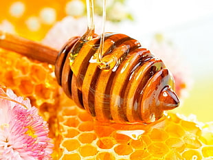 Honey,  Sweet,  Pollination HD wallpaper