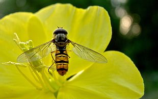 close-up photography of Hoverfly perching on yellow petalled flower during daytime