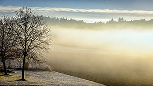 silhouette of tree surrounded by snow near lake with fogs at daytime