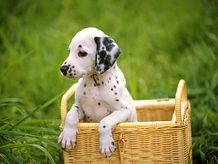 black and white Dalmatian puppy in basket on green grasses