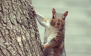 brown squirrel climbing tree