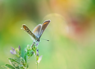 shallow focus of a brown and white butterfly on a purple flower extracting a nectar HD wallpaper