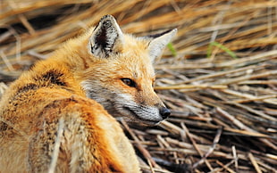 wildlife photography of fox