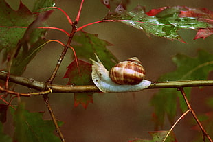 shallow focus photo of brown snail on branch