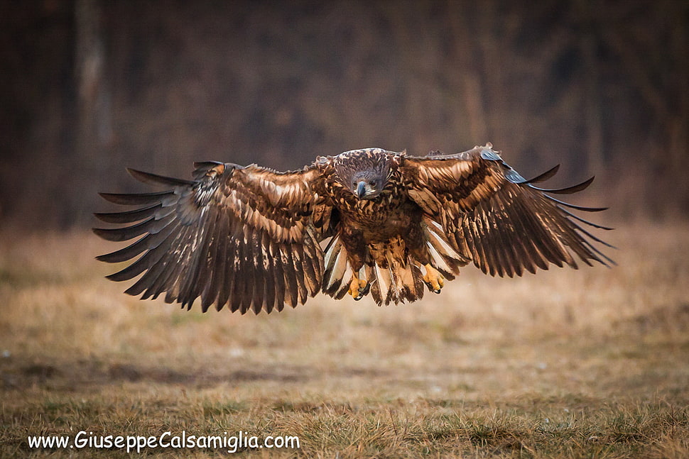 brown Eagle flying over brown grass field HD wallpaper