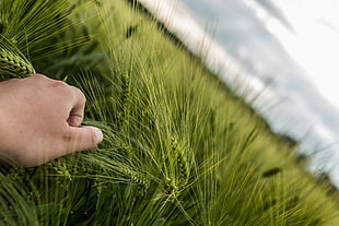 left human hand holding green wheat grass, rye
