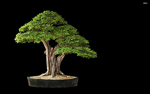 green bonsai plant, bonsai