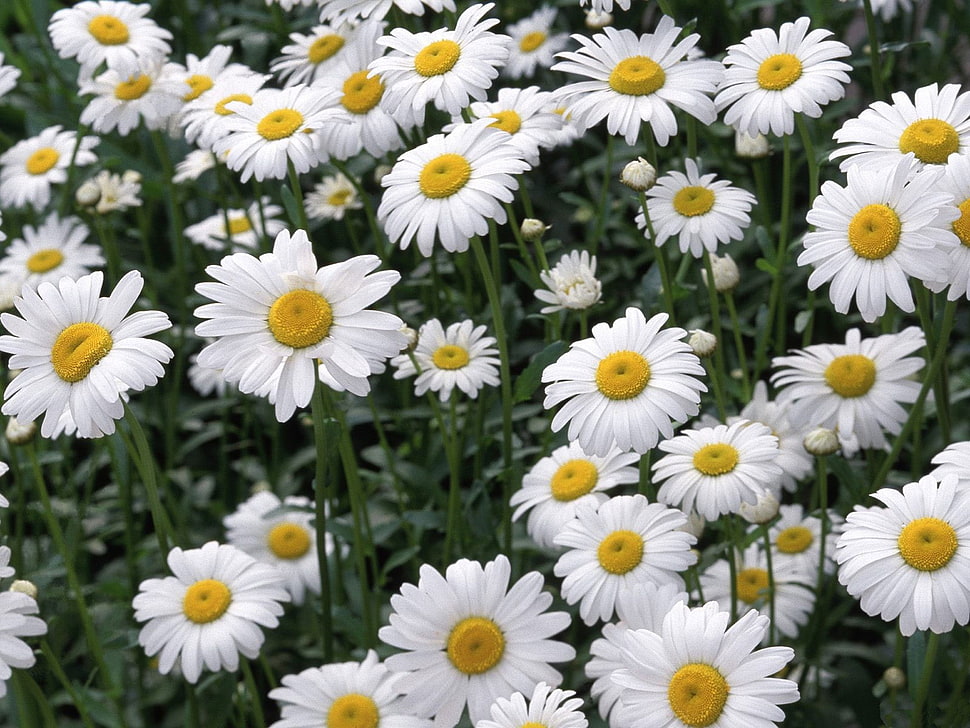 white and yellow flowers photo HD wallpaper