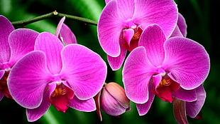 pink petaled flowers, flowers, orchids, pink flowers
