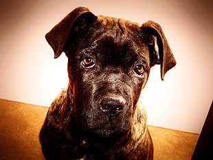 short-coated tan dog, cane corso, dog, animals HD wallpaper