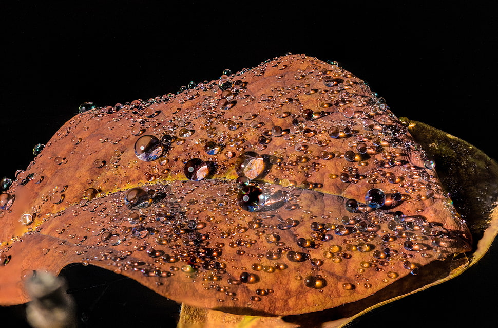 brown leaf with water dew HD wallpaper