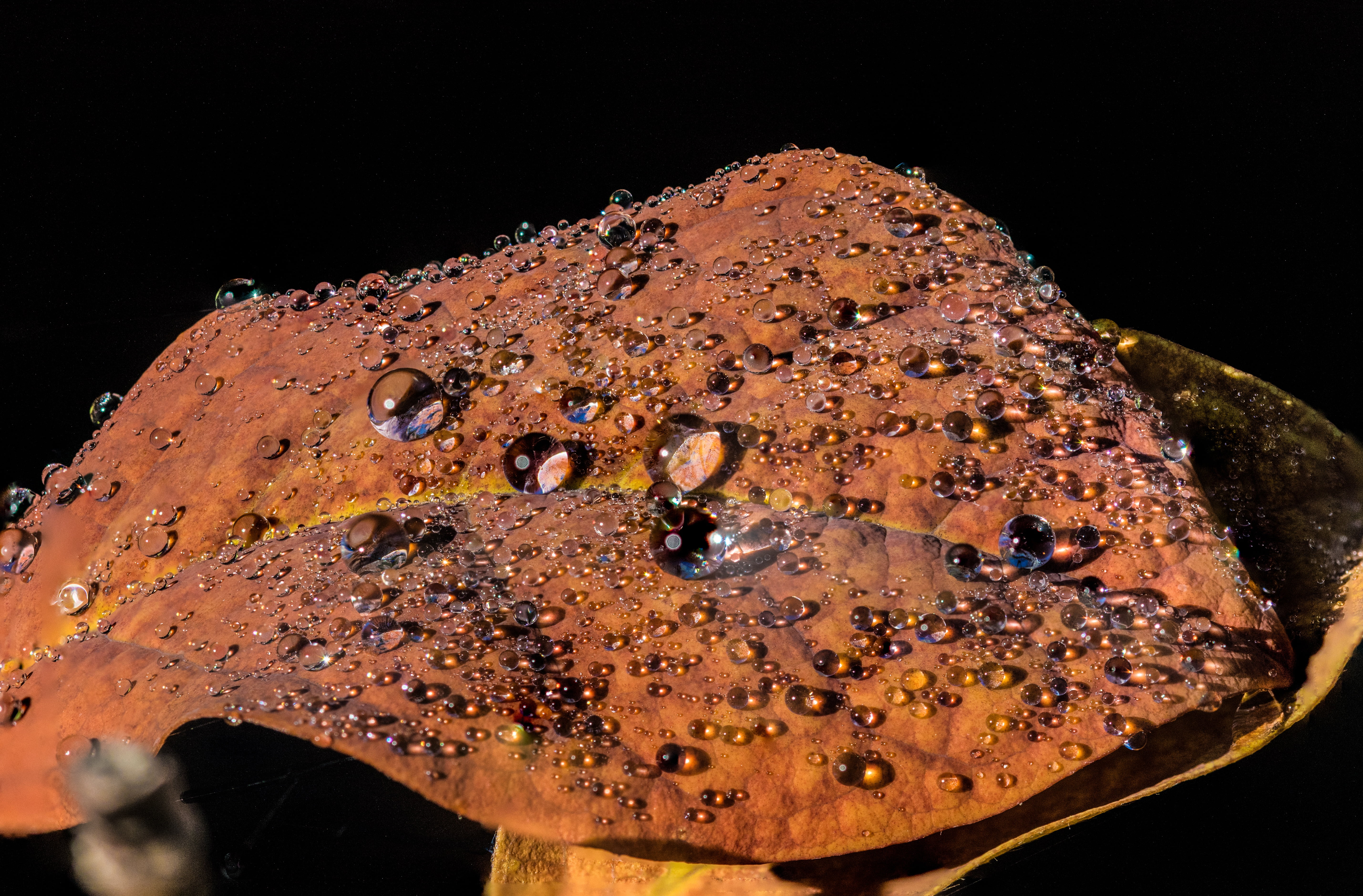 brown leaf with water dew