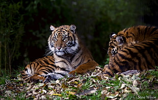 two tigers on green field, sumatran tiger, cub