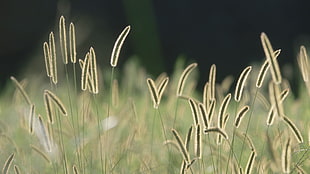 selective focus photography of green grass field, spikelets, nature, plants