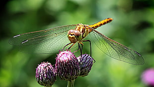 close up photo of yellow and brown dragonfly on flower
