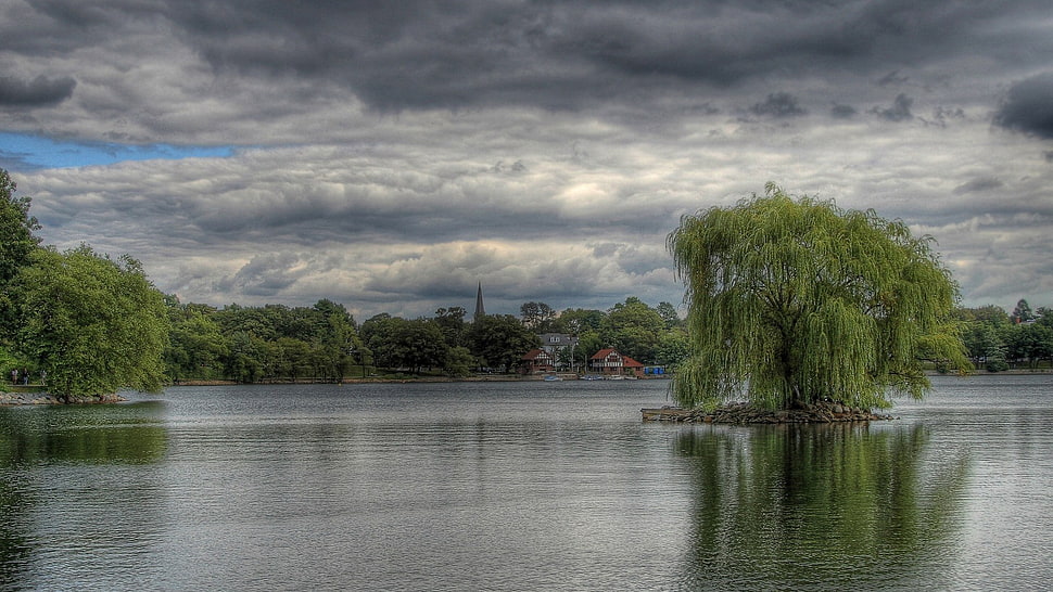 green willow tree, landscape HD wallpaper