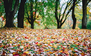dried leaves on ground HD wallpaper
