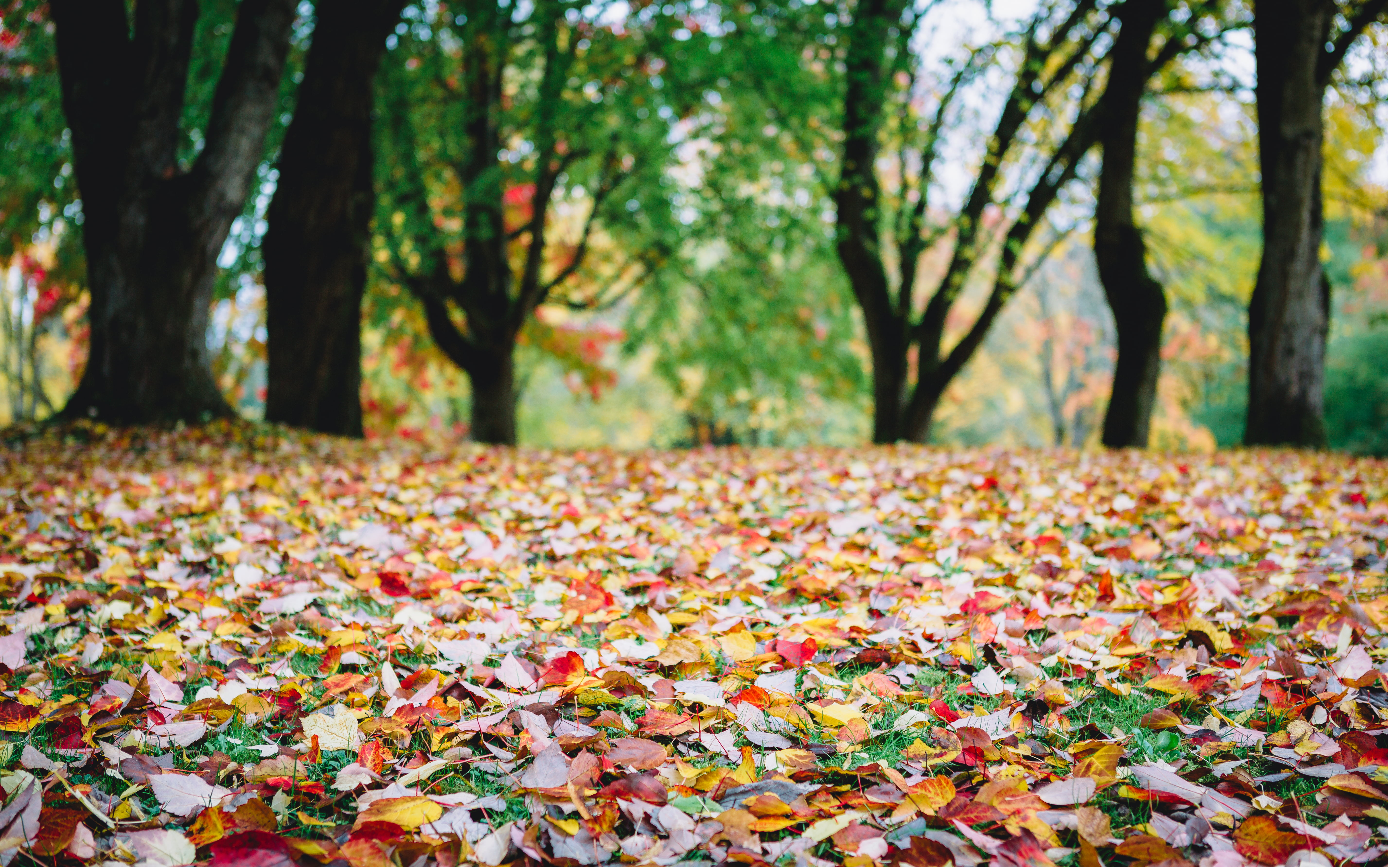 Dried leaves on ground HD wallpaper | Wallpaper Flare