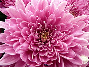 shallow focus photograph of pink flower, chrysanthemum