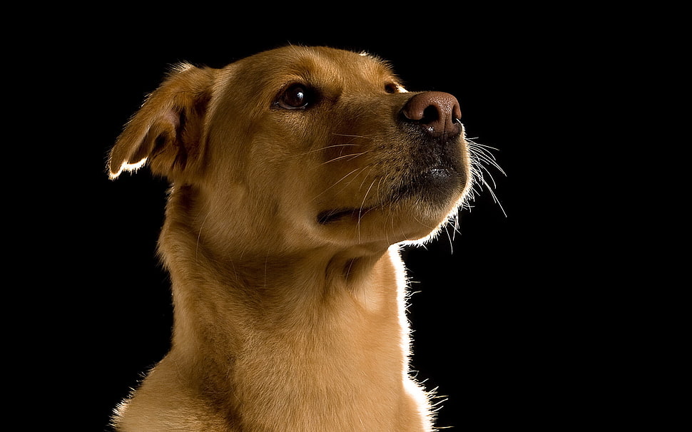 short-coated brown dogf HD wallpaper