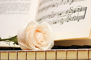 white rose HD wallpaper