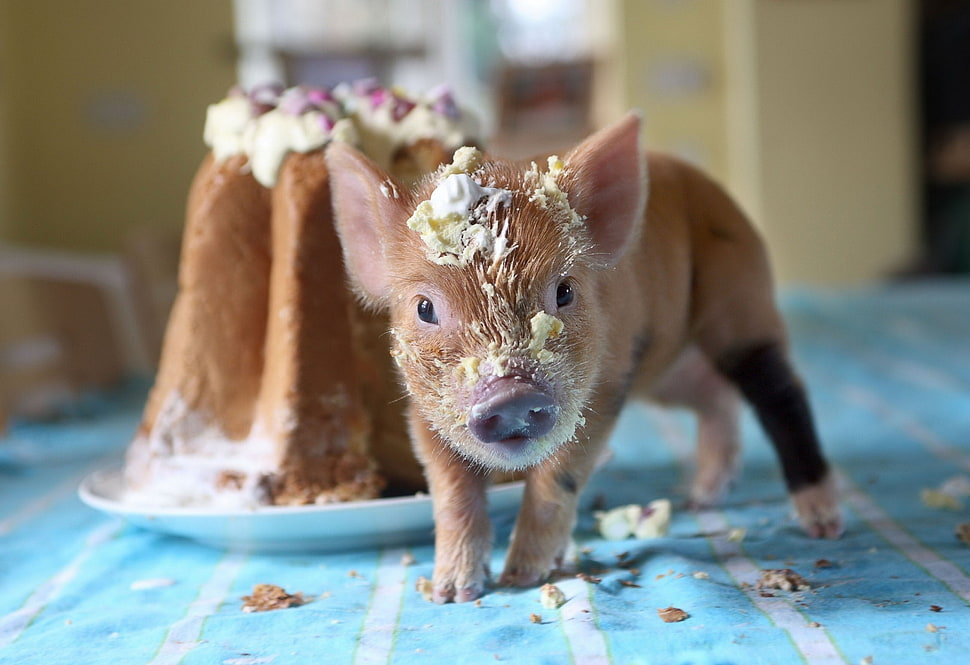 brown piglet HD wallpaper