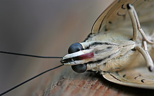 close-up photography of brown and black Moth