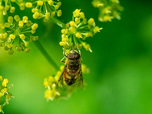 macro photography of Hooverfly on flowers, hoverfly