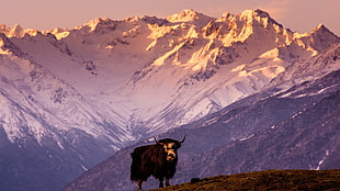 black highland bull, nature, animals, landscape, yaks HD wallpaper