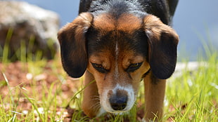 beige and black dog, dog, Beagles, animals, closeup HD wallpaper