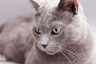 shallow focus photo of russian blue cat HD wallpaper