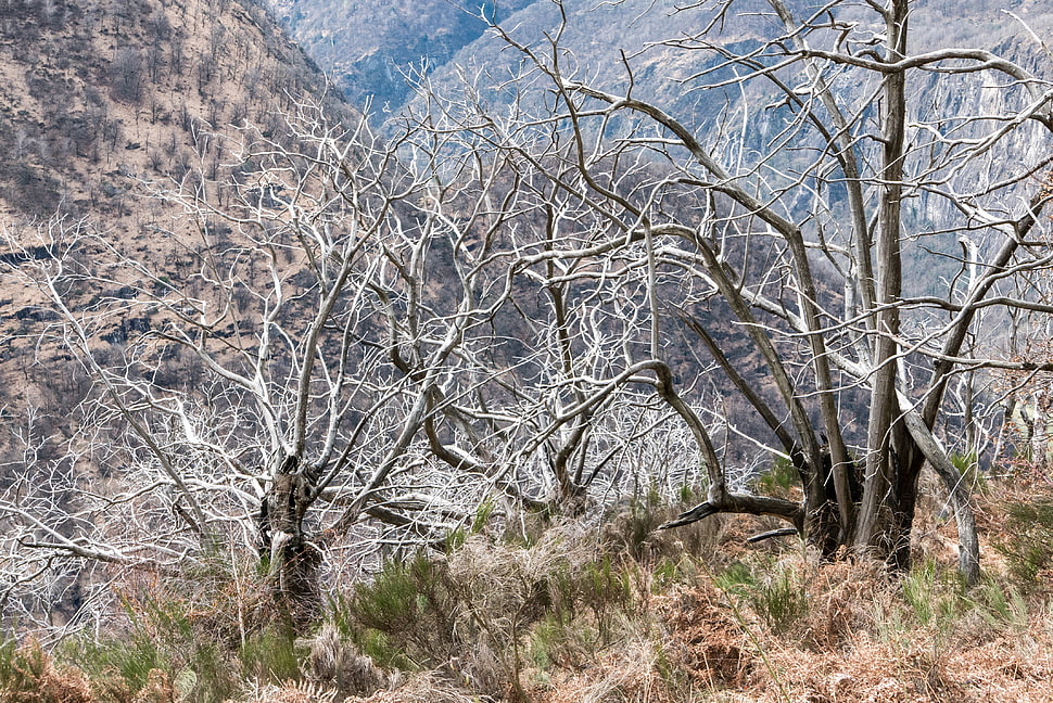 brown bare trees, Trees, Branches, Bushes HD wallpaper