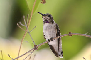 white and black bird, hummingbird