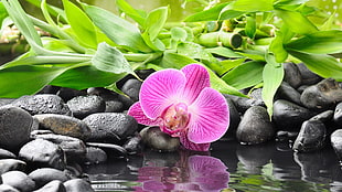 pink moth orchid, orchids, stones, flowers, reflection